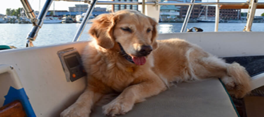  What to Know About Taking Your Dog on a Boat